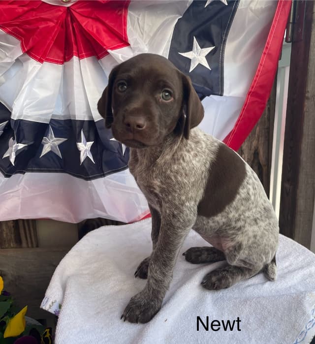German Shorthaired Pointer Puppies media 19