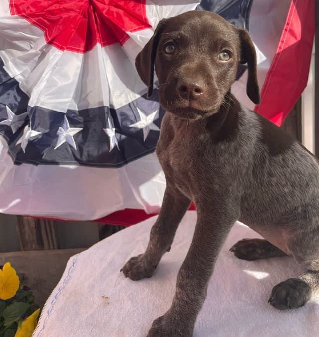German Shorthaired Pointer Puppies media 20