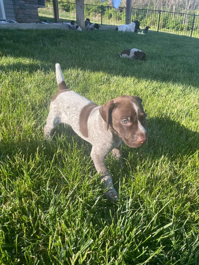 German Shorthaired Pointer Puppies media 6