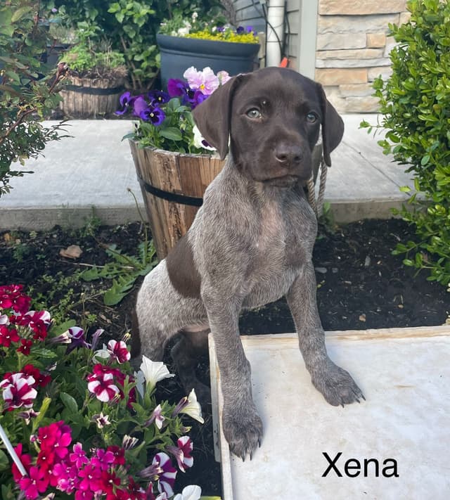 German Shorthaired Pointer Puppies media 22