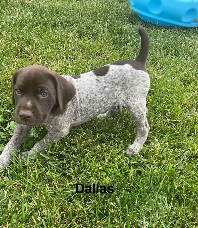 German Shorthaired Pointer Puppies media 23