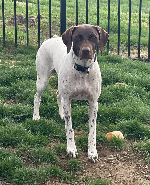 German Shorthaired Pointer Puppies media 13
