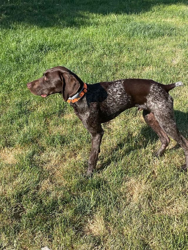 German Shorthaired Pointer Puppies media 14