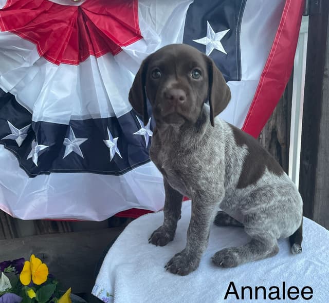 German Shorthaired Pointer Puppies media 24