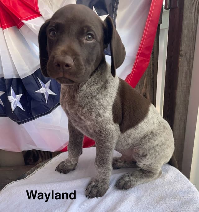 German Shorthaired Pointer Puppies media 10