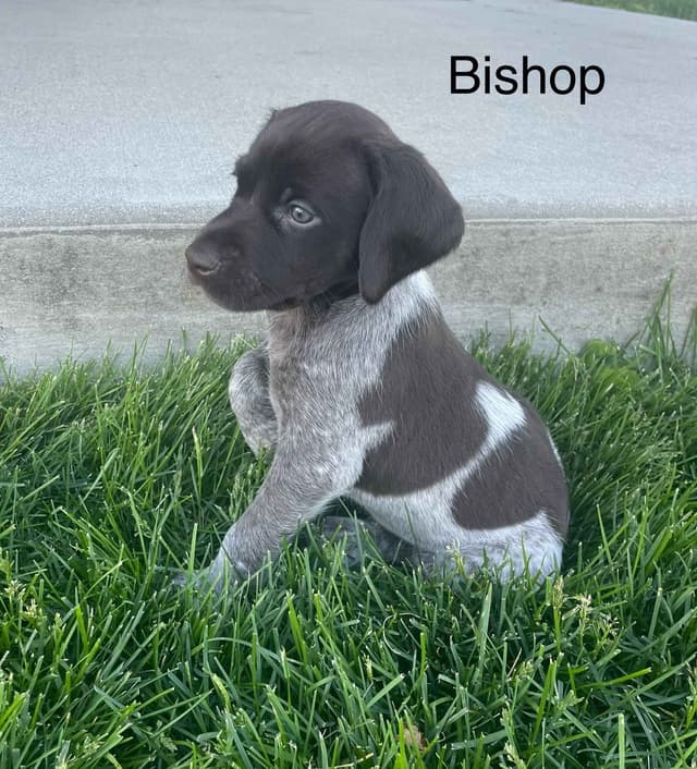 German Shorthaired Pointer Puppies media 25