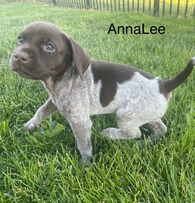 German Shorthaired Pointer Puppies media 26