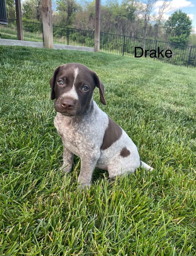 German Shorthaired Pointer Puppies media 7