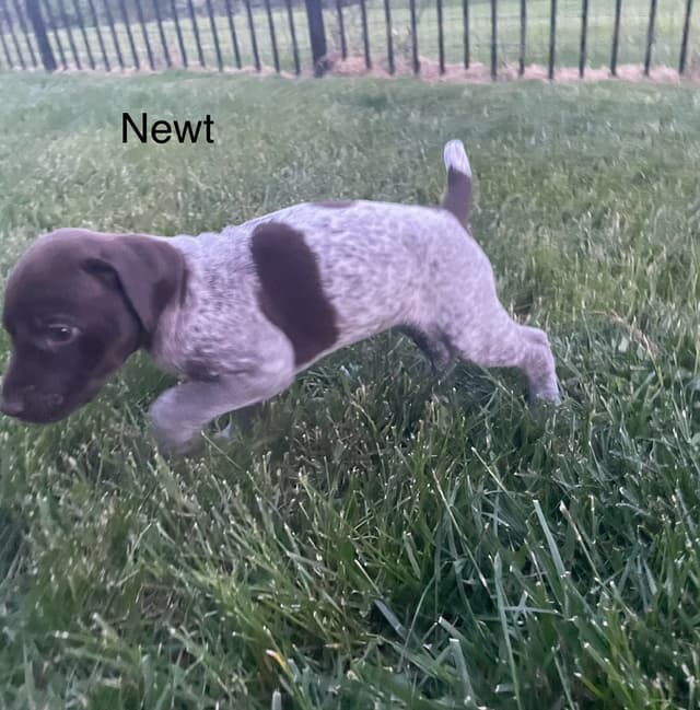 German Shorthaired Pointer Puppies media 27