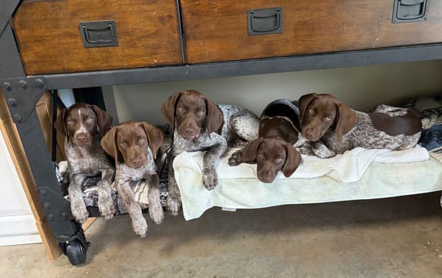 German Shorthaired Pointer Puppies media 15