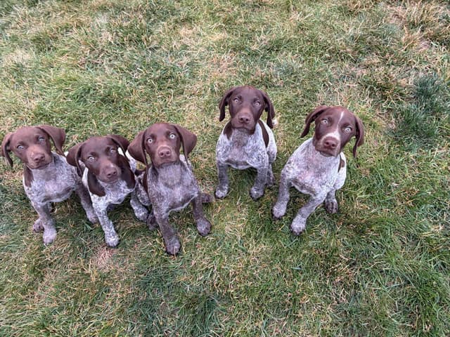 German Shorthaired Pointer Puppies media 12