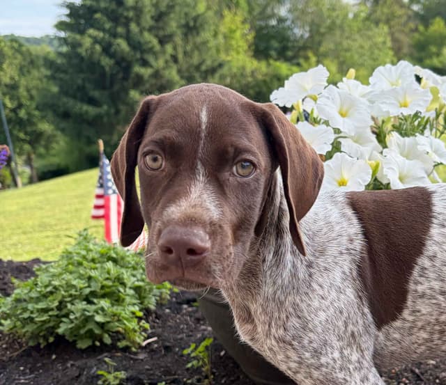 German Shorthaired Pointer Puppies media 3