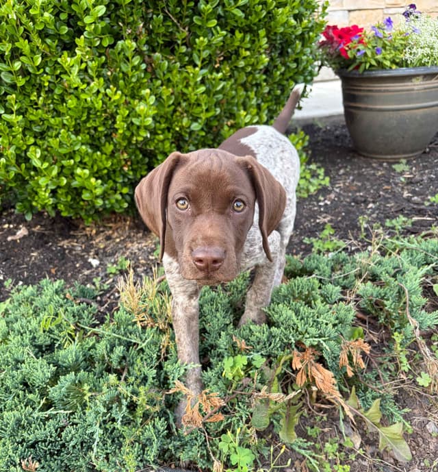 German Shorthaired Pointer Puppies media 28