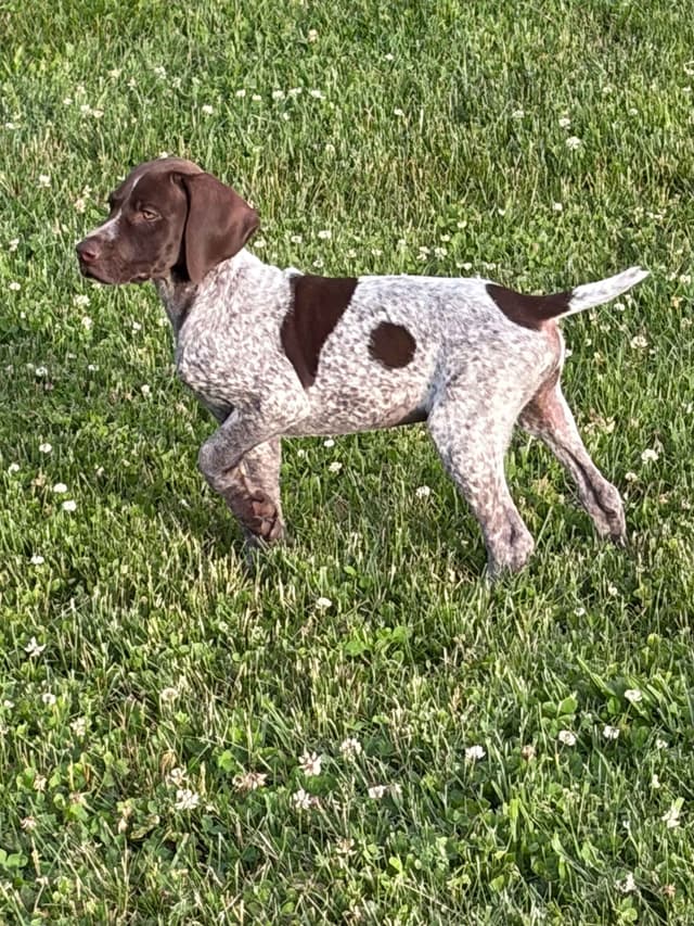 German Shorthaired Pointer Puppies media 2