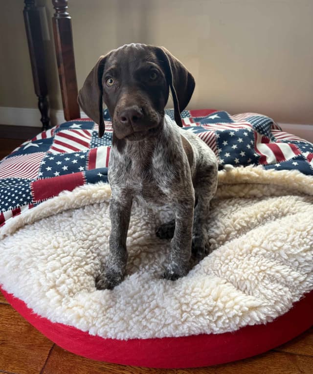 German Shorthaired Pointer Puppies media 9