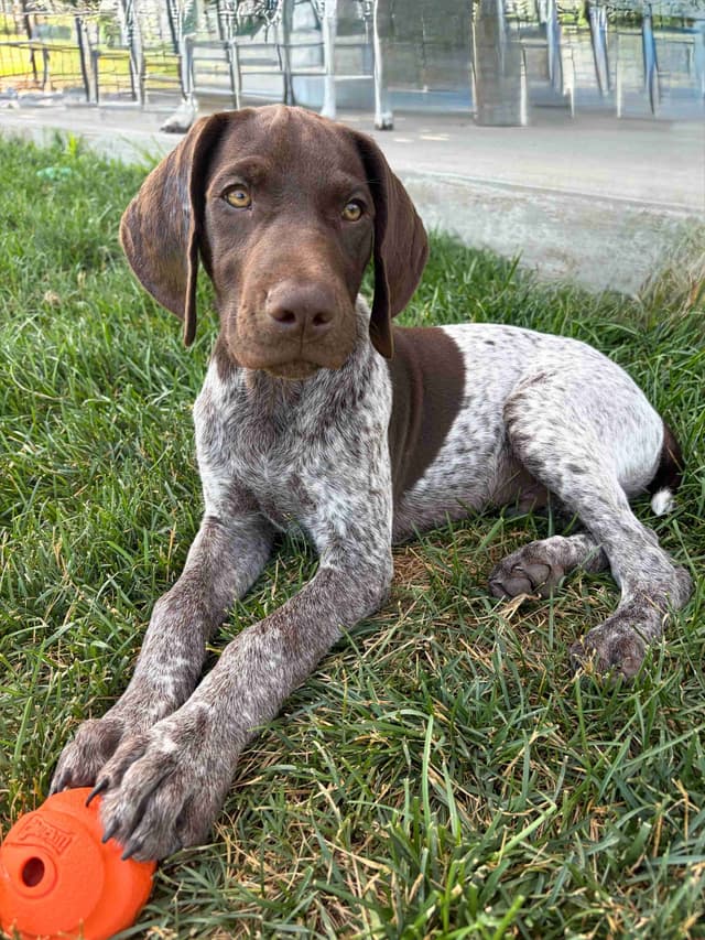 German Shorthaired Pointer Puppies media 8