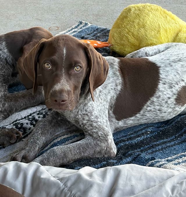 German Shorthaired Pointer Puppies media 4