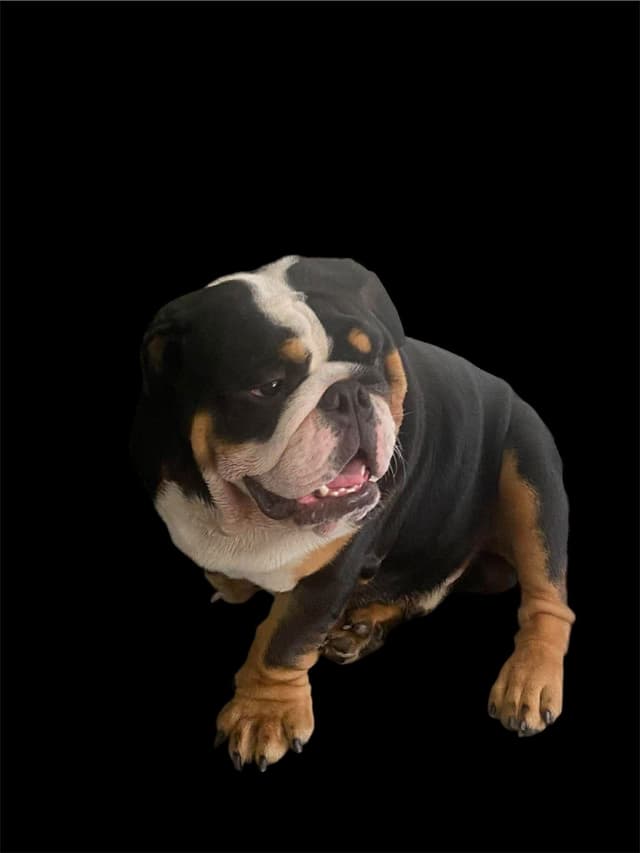 Bulldog Puppies media 6