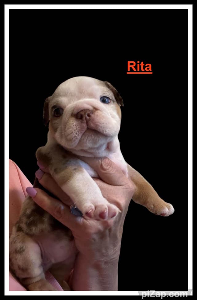 Bulldog Puppies media 2