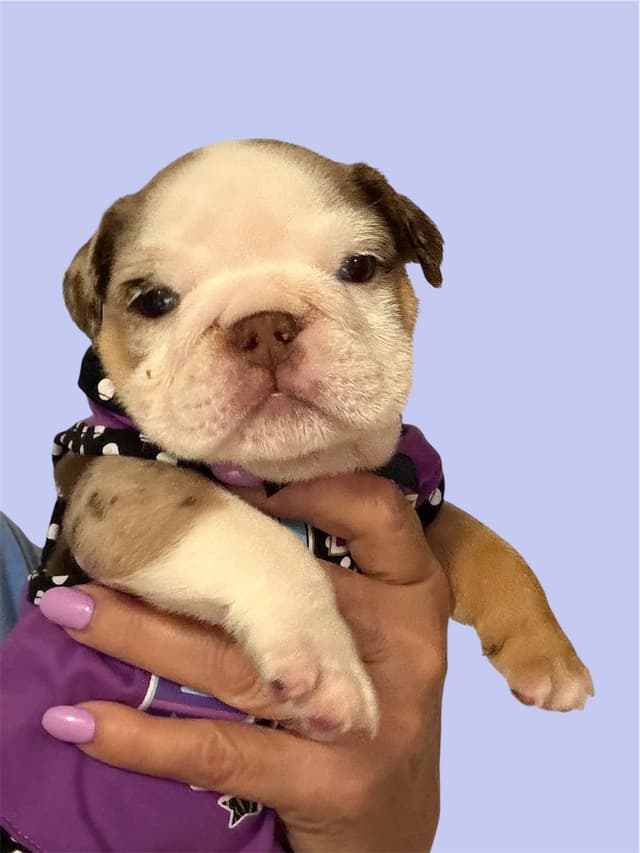 Bulldog Puppies media 3