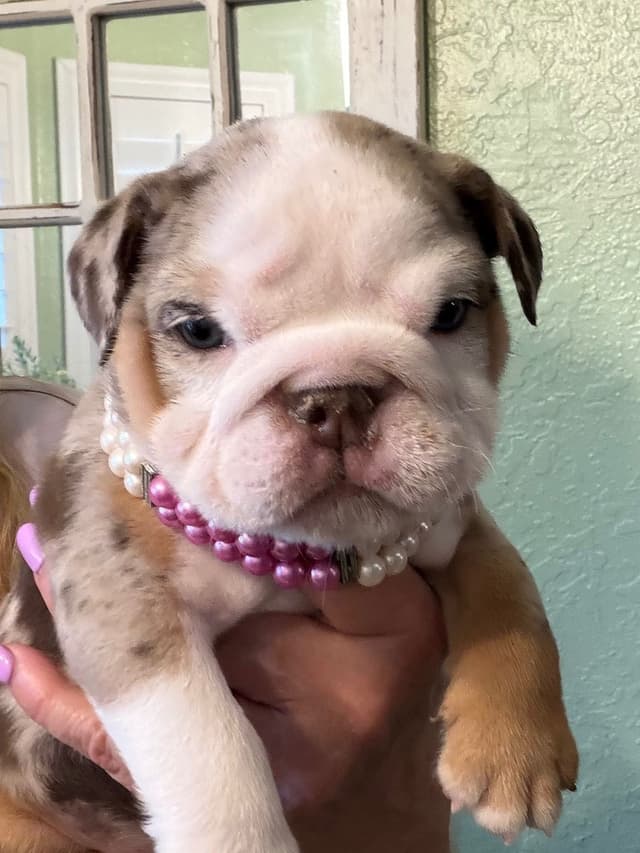 Bulldog Puppies media 4