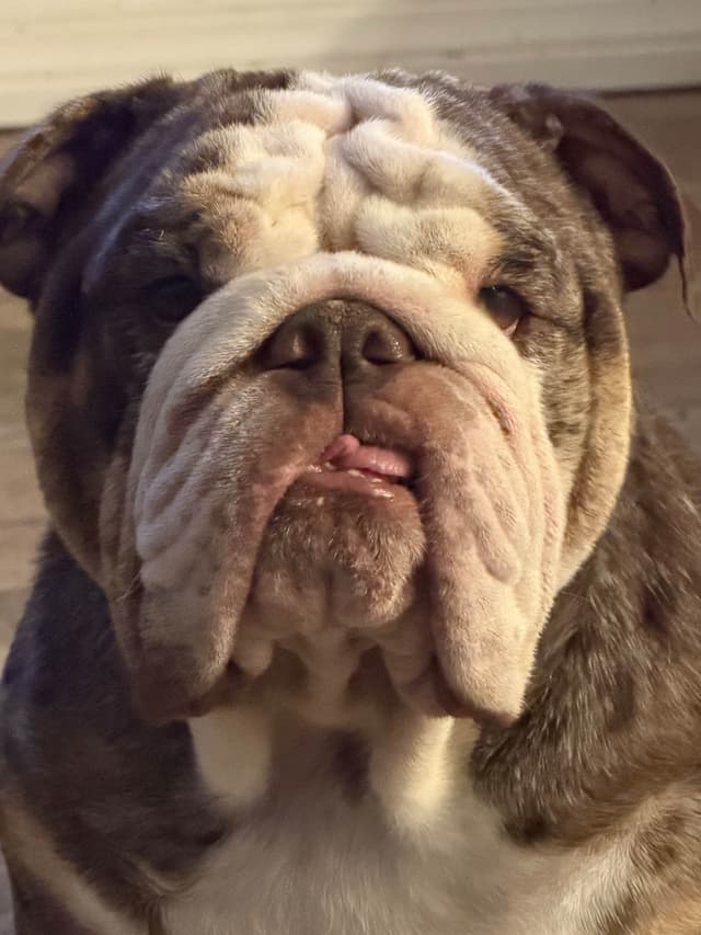 Bulldog Puppies media 7