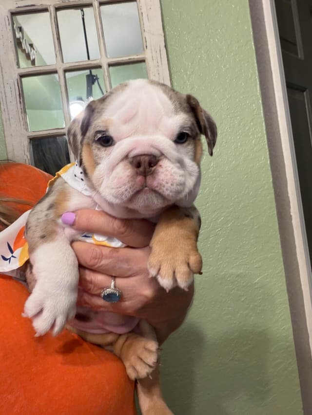 Bulldog Puppies media 5