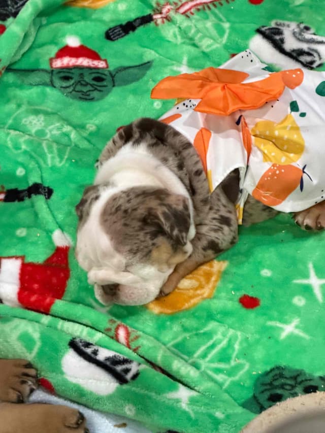 Bulldog Puppies media 8