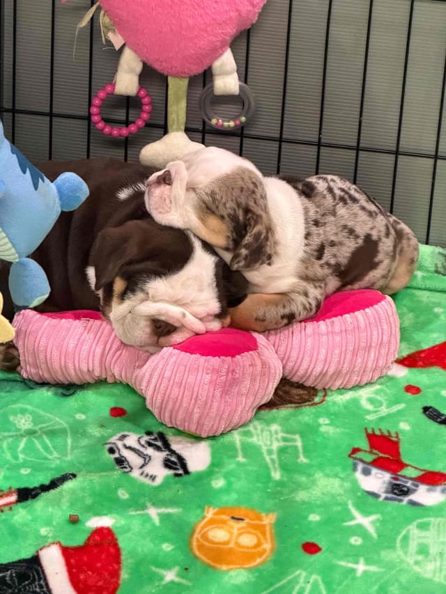 Bulldog Puppies media 10