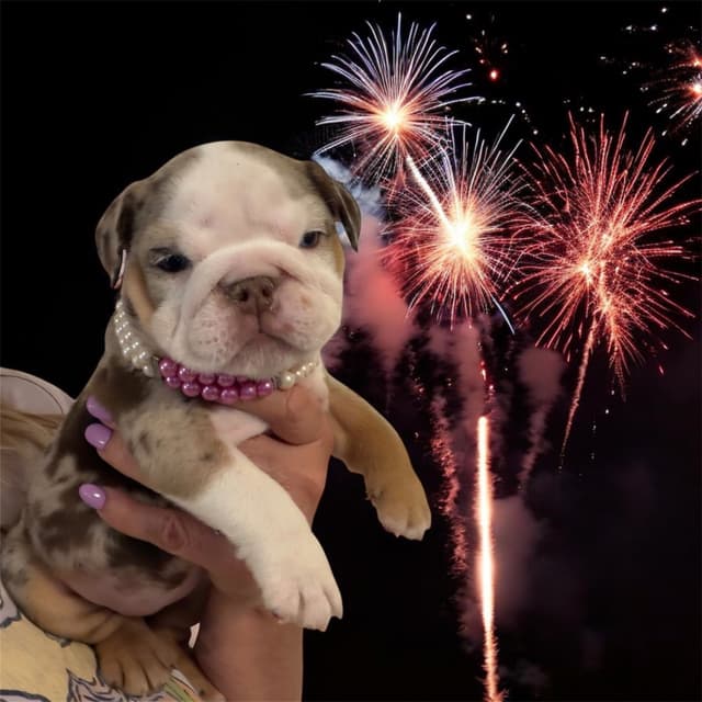 Bulldog Puppies media 9