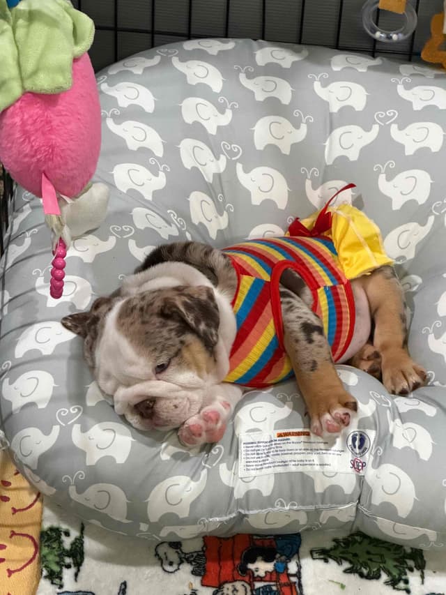 Bulldog Puppies media 11