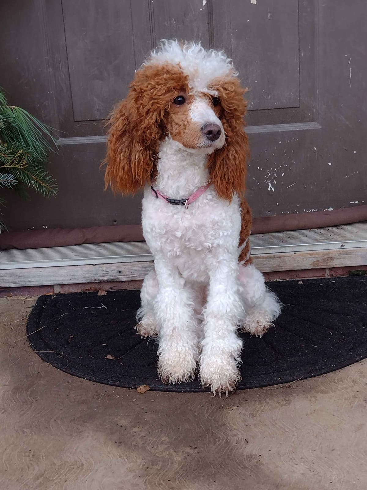 Poodle Puppies breeder image 2