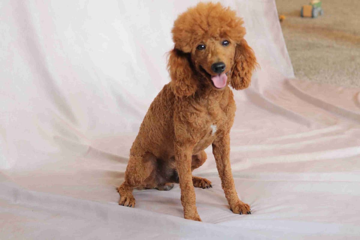 Poodle Puppies breeder image 4