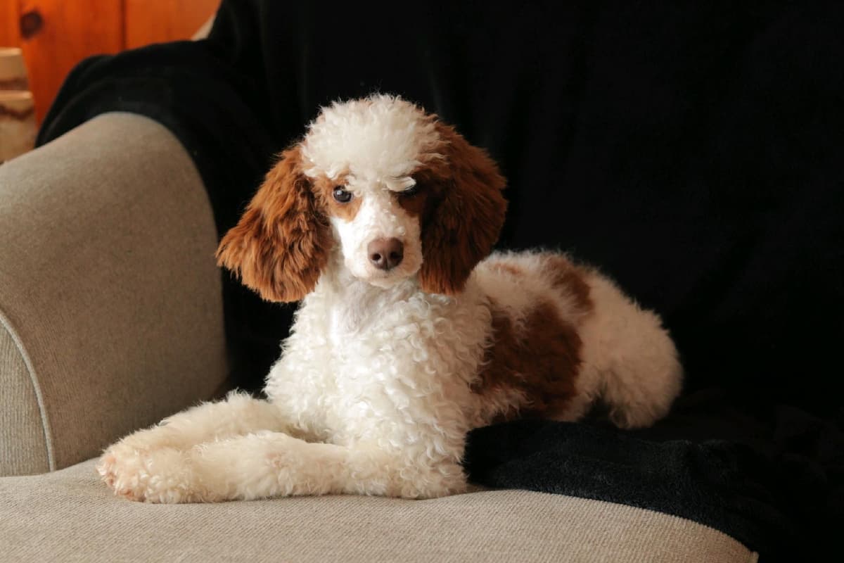 Poodle Puppies breeder image 3