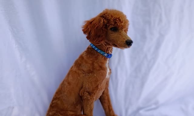 Poodle Puppies media 4
