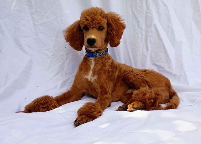 Poodle Puppies media 2