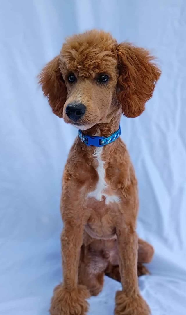 Poodle Puppies media 3