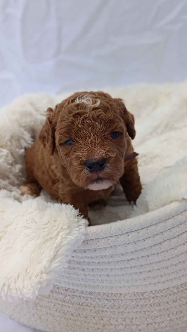 Poodle Puppies media 2