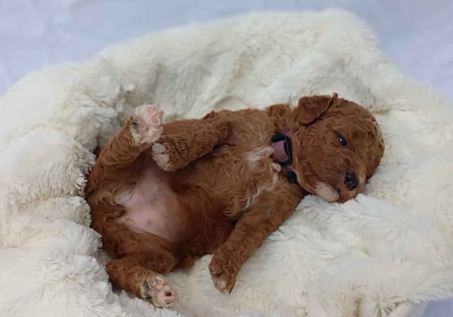 Poodle Puppies media 3