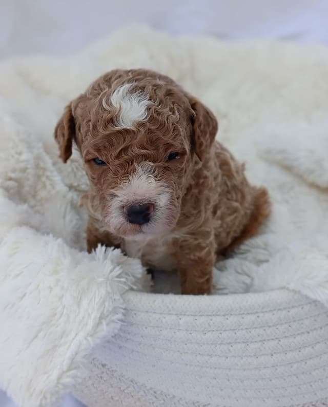 Poodle Puppies media 5