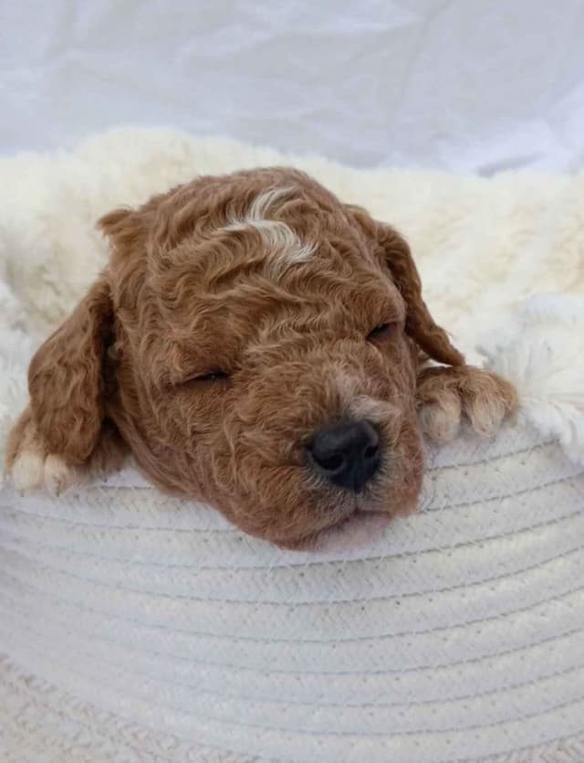 Poodle Puppies media 7