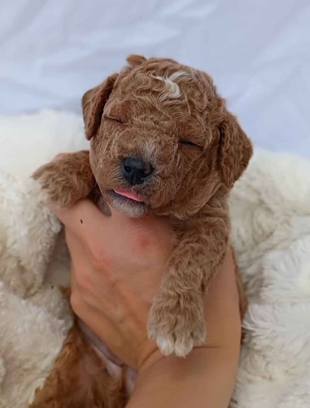 Poodle Puppies media 8