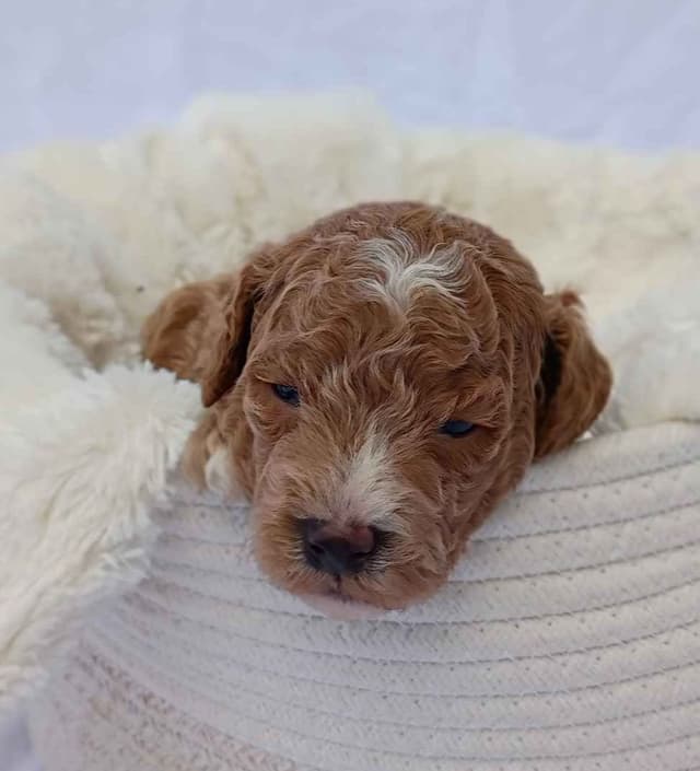 Poodle Puppies media 12