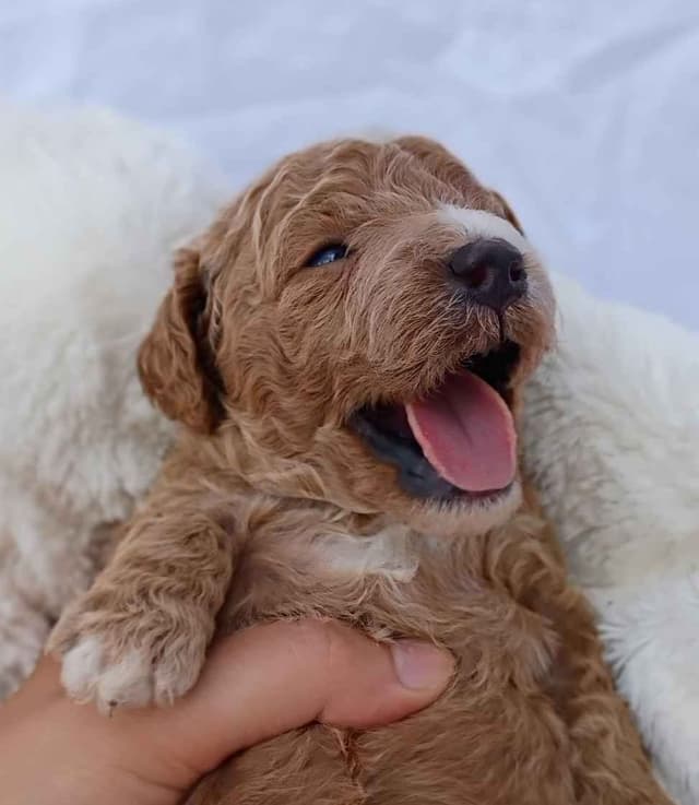 Poodle Puppies media 10