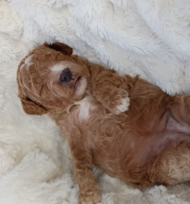 Poodle Puppies media 11