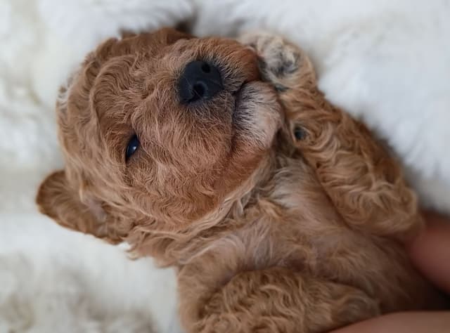 Poodle Puppies media 13