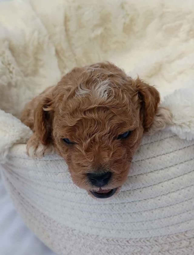 Poodle Puppies media 15