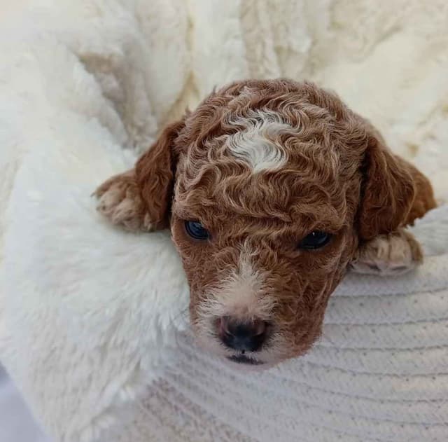 Poodle Puppies media 17