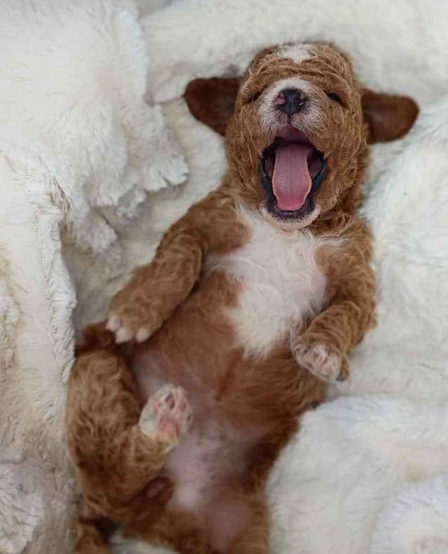Poodle Puppies media 18