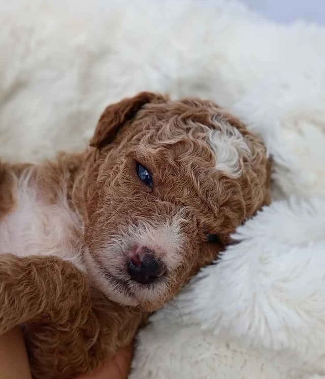Poodle Puppies media 16